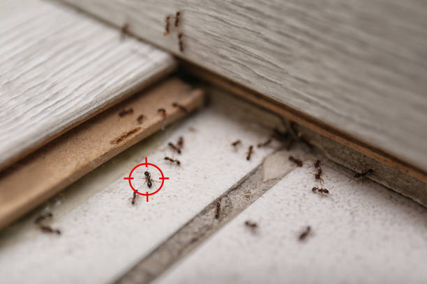 Best Spider Control Near Me  in Brimfield, OH