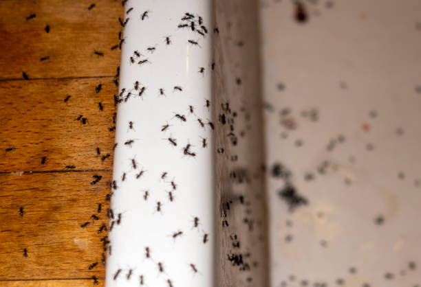 Best Emergency Pest Control  in Brimfield, OH
