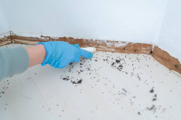 Best Best Pest Control Companies  in Brimfield, OH